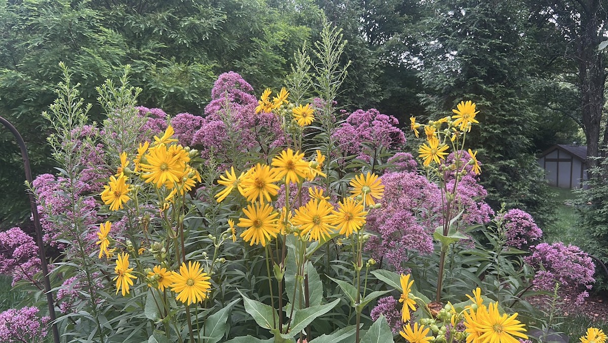 summer flowers